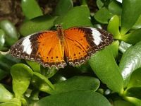 Orange Lacewing (Centosia penthesiles)