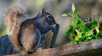 Eastern Gray Squirrel, Oak Ridge TN
