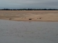 veaux marins sur la plage - Cotentin