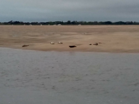 veaux marins sur la plage - Cotentin