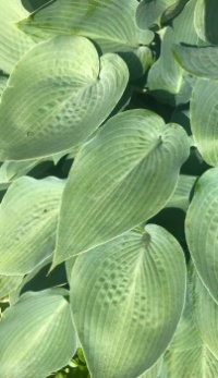 Hostas in my East "jungle" Garden