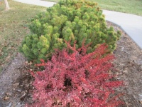 Red and green bushes
