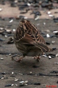Sparrow on the bird deck.