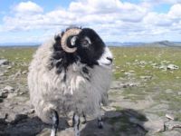 Dales sheep 1