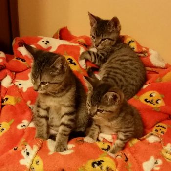 Triple Trouble (Small)