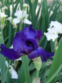 Purple and White Iris 