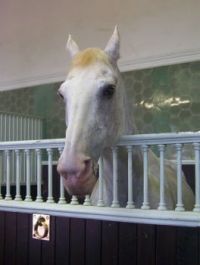 The Queen's horse