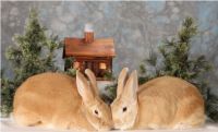 Golded Palomino Rabbits