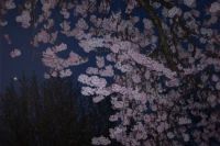 cherry blossoms at night