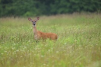 Oh, Deer