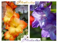 Gladiolus - Pretty Together