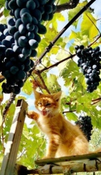 Vinice_Vineyard