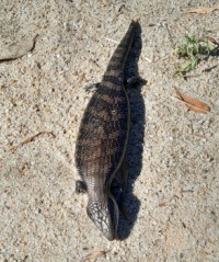 Another view of blue tongue lizard