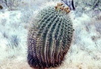 Barrel cactus (0816)