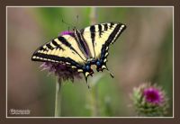 Yellow Swallowtail butterfly