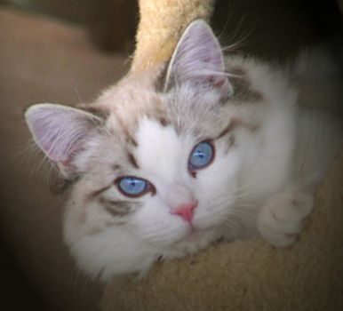 kitty