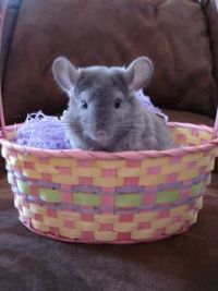 Easter Chilla