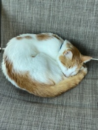 Samson all curled up