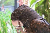 Black Cockatoo