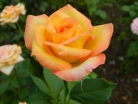 Blushing Rose (large puzzle)
