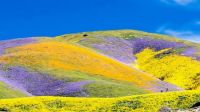 California's Rare "Super Bloom" Flowers