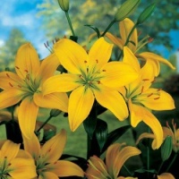 Yellow County Lilies
