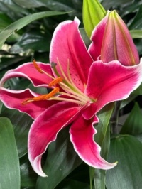 Bright pink lily