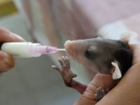 Baby opossum