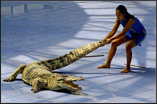Write a Caption!  crocodile