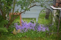 Star of David grows everywhere, and pops up like a weed, but I like it