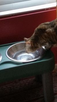 Snick drinking water