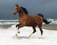 Beach horse
