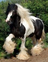 Cathy's Stallion