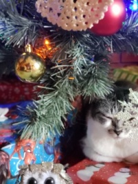 Seasons Greetings from our cat Maymay