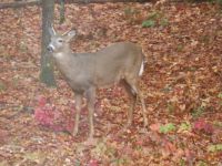 back yard visitor