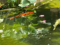 Thai koi