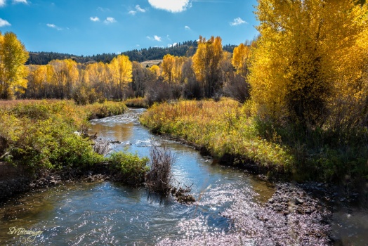 Solve Wyoming Cottonwoods in Fall jigsaw puzzle online with 150 pieces