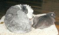 bentley and dusty