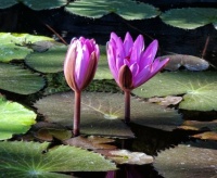 San Diego CA - Water Lilies