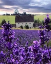 Lavender via lensereflection