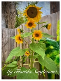 E0E15699-37A6-4DF6-AF6B-29CD700DB3DB_1_105_c