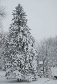 Wrapped in a Blanket of Snow