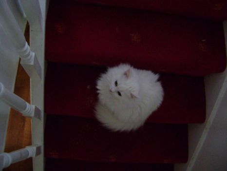 Freya - careful on the stairs now!