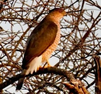 Beautiful Bird on Long Island, New York,  NY,  5-31-23