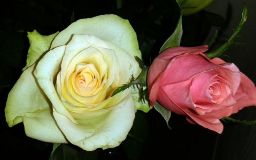 Roses (5)