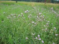Thistles