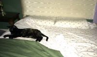 Ruby hogging the bed in summertime. In winter she hogs the bed "under the covers."