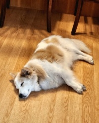 Mabel napping at noon
