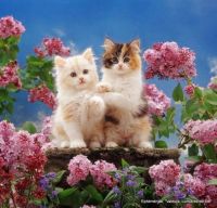 pretty kitties