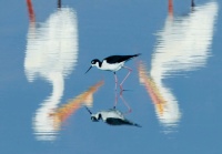 Black necked stilt with white pelicans